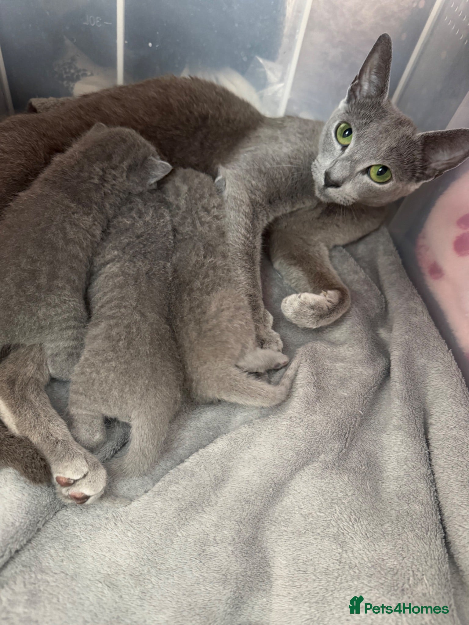 Russian Blue cats Russian Blue Kittens - Advert 1