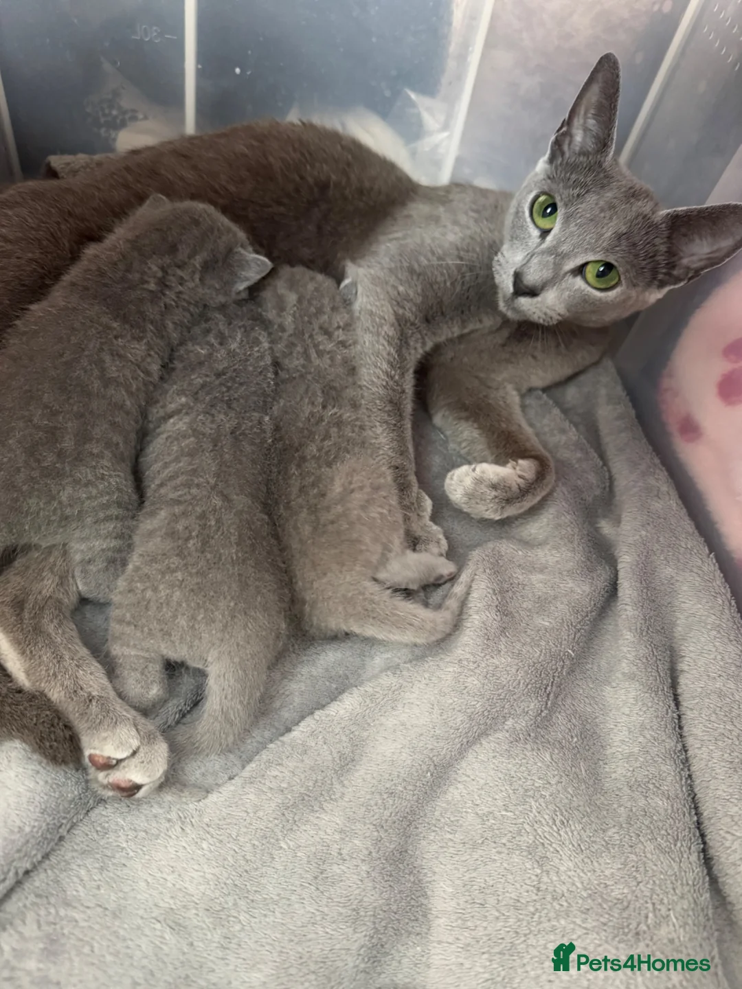 Russian Blue cats for sale: Russian Blue Kittens - Advert 1