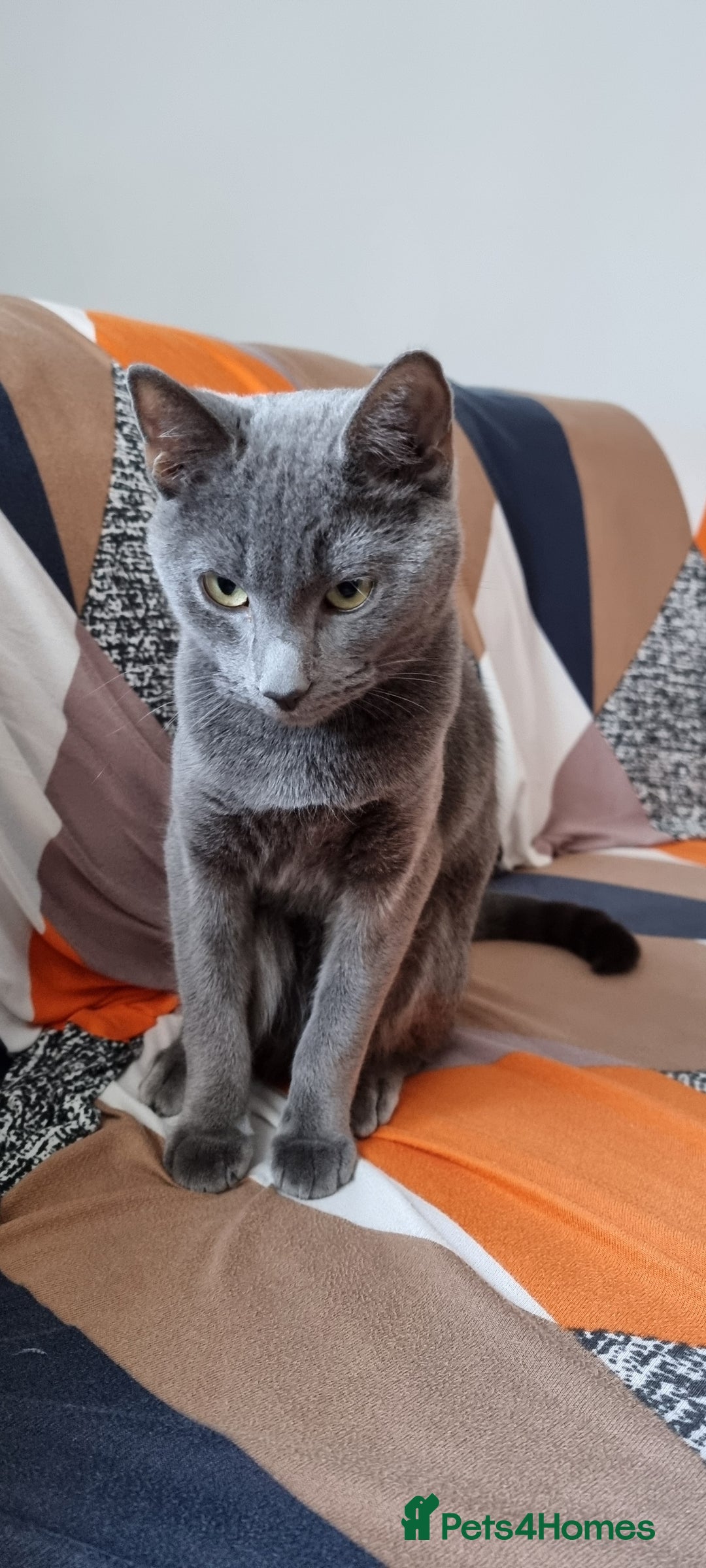Russian Blue cats for sale: Blue Russian cross  - Advert 3