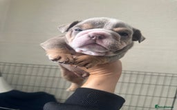English Bulldog dogs for sale: English bulldog pups - Image 9