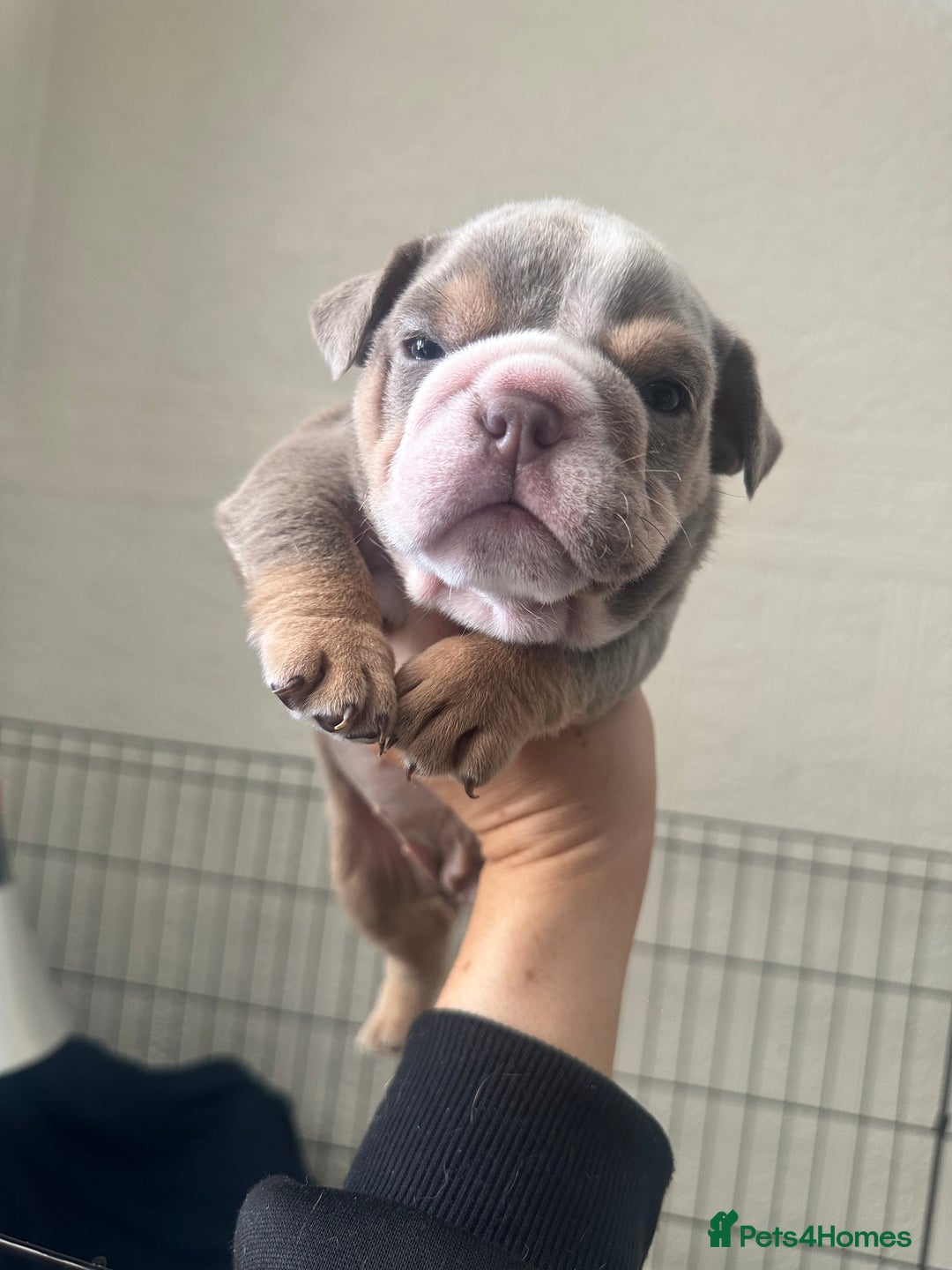 English Bulldog dogs for sale: English bulldog pups - Image 9