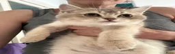 British Shorthair cats for sale: READY TO GO British Shorthair Golden Kittens  - Advert 7