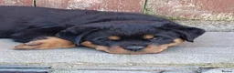 Rottweiler dogs for sale: Kc Show Quality male puppy - Advert 5