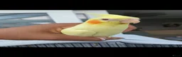 Cockatiels birds for sale: Hand reared Baby cockatiels available in Plymouth - Advert 3