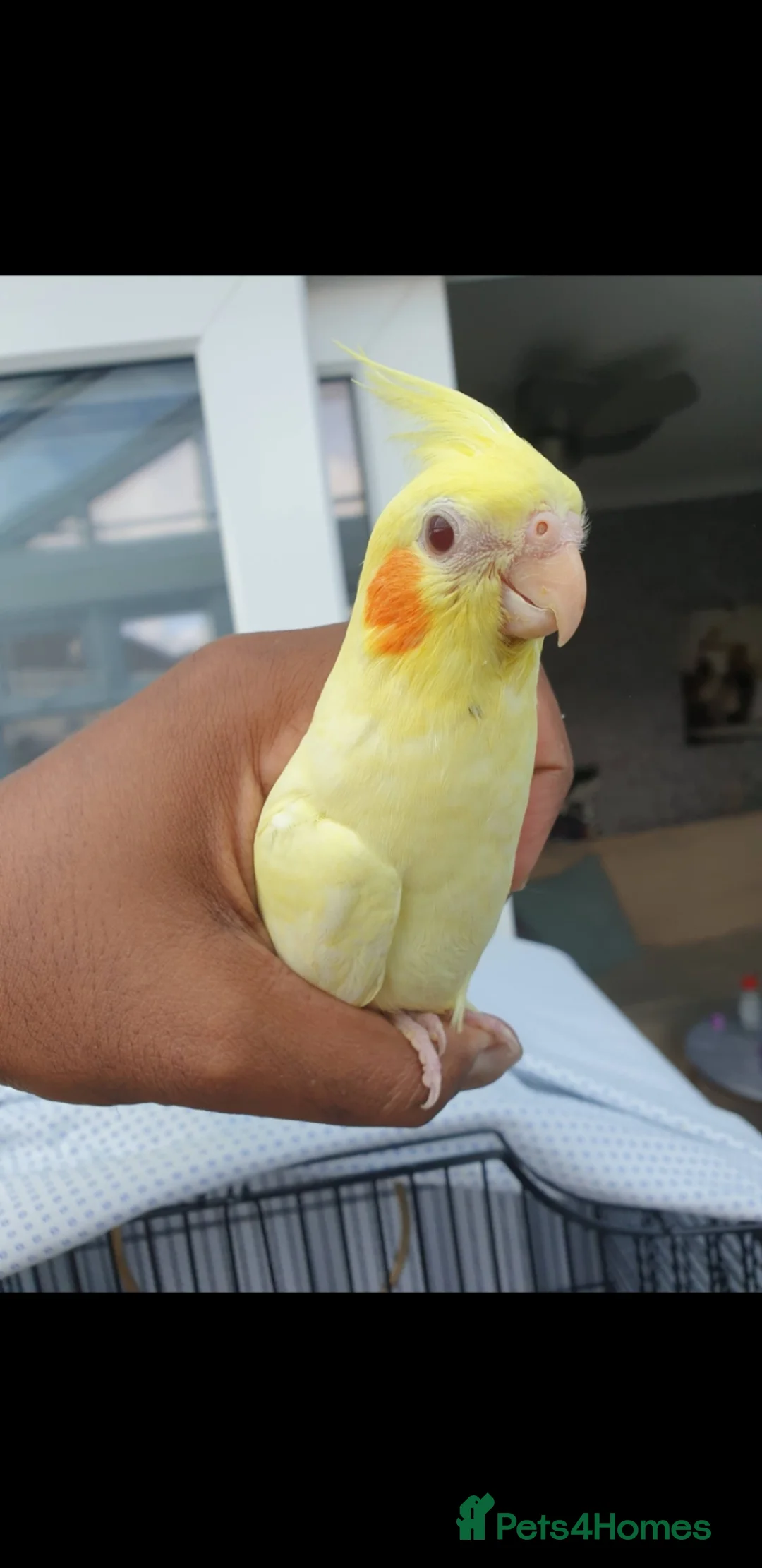 Cockatiels birds for sale: 4 reserved *Hand reared Baby cockatiels available - Advert 5