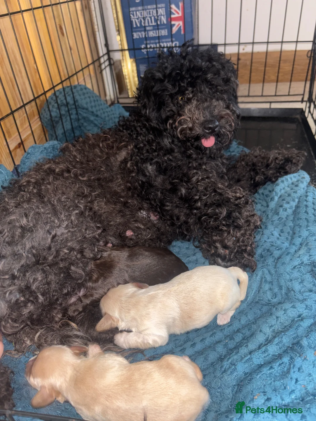 Mixed Breed dogs for sale: 5 star bred- Cream Miniature sprocker-poos!  - Advert 1