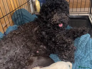 Mixed Breed dogs 5 star bred- Cream Miniature sprocker-poos! - Advert 1