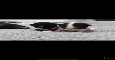 Mixed Breed cats 4 gorgeous kittens ready for  **   - Advert 4