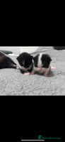 Mixed Breed cats 4 gorgeous kittens ready for ** - Advert 3