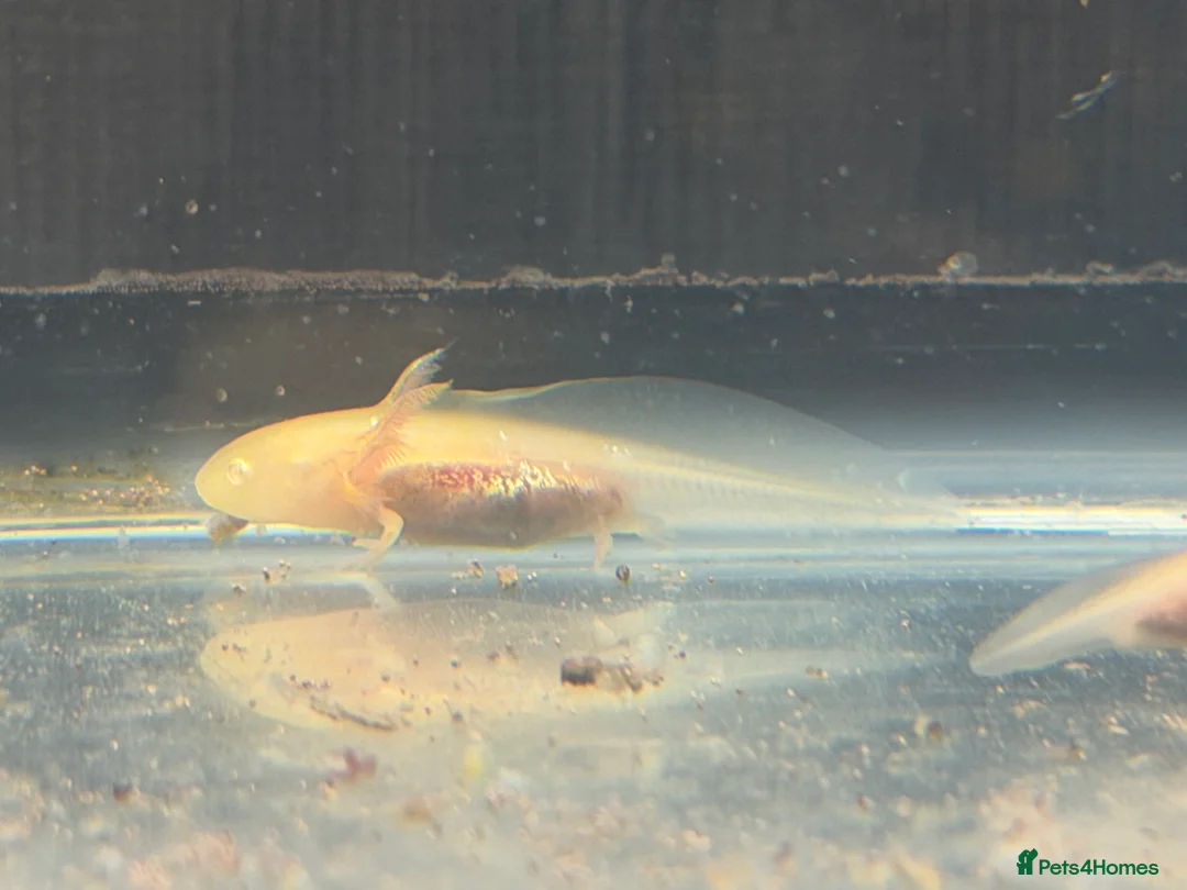 Axolotl reptiles for sale: Axolotl - Advert 29