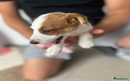 Jack Russell dogs for sale: 2 males puppies for sale - Image 5