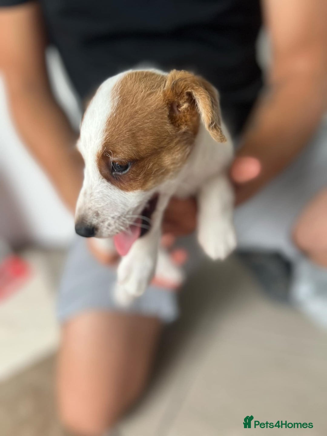 Jack Russell dogs for sale: 2 males puppies for sale - Image 5