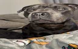 Staffordshire Bull Terrier dogs for sale: 9 month old blue staffy  - Image 3