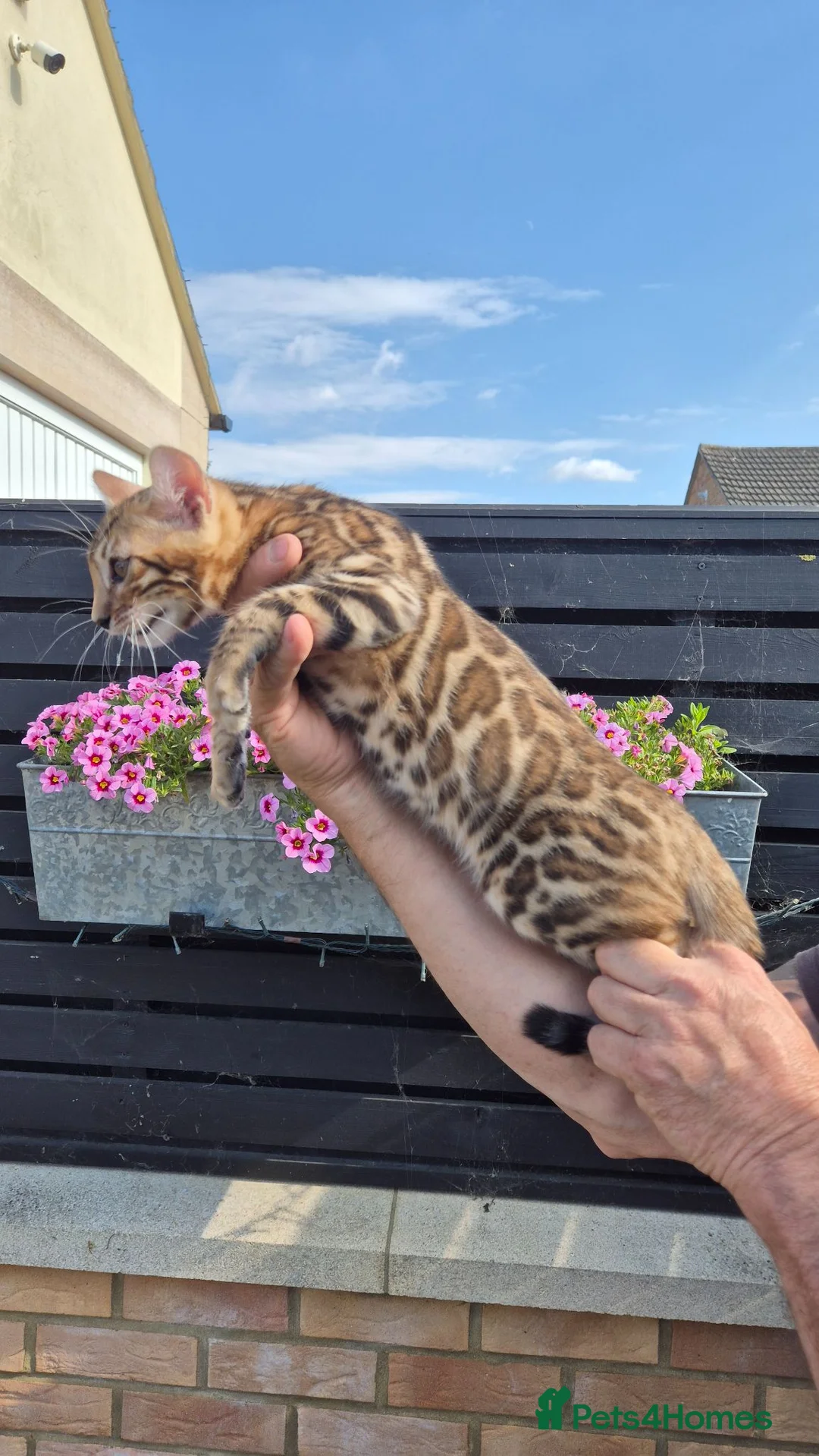 Bengal cats for sale: Pure Bred Bengal Male - Advert 1