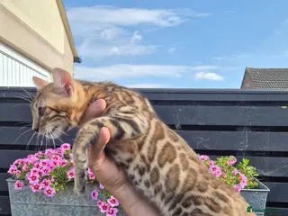 Bengal cats Pure Bred Bengal Male - Advert 2