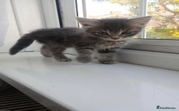 Mixed Breed cats for sale: Maine Coon and Bengal mixed breed kittens  - Image 8