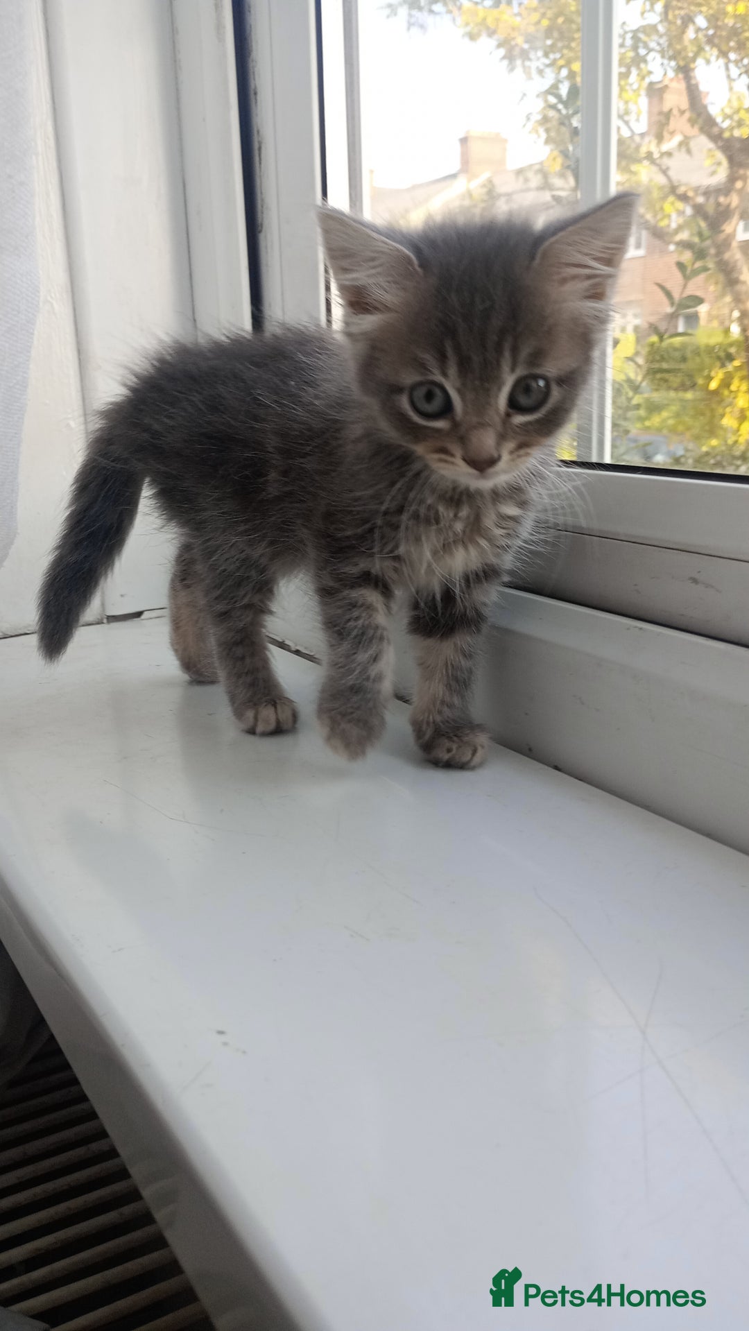 Mixed Breed cats for sale: Maine Coon and Bengal mixed breed kittens  - Image 8