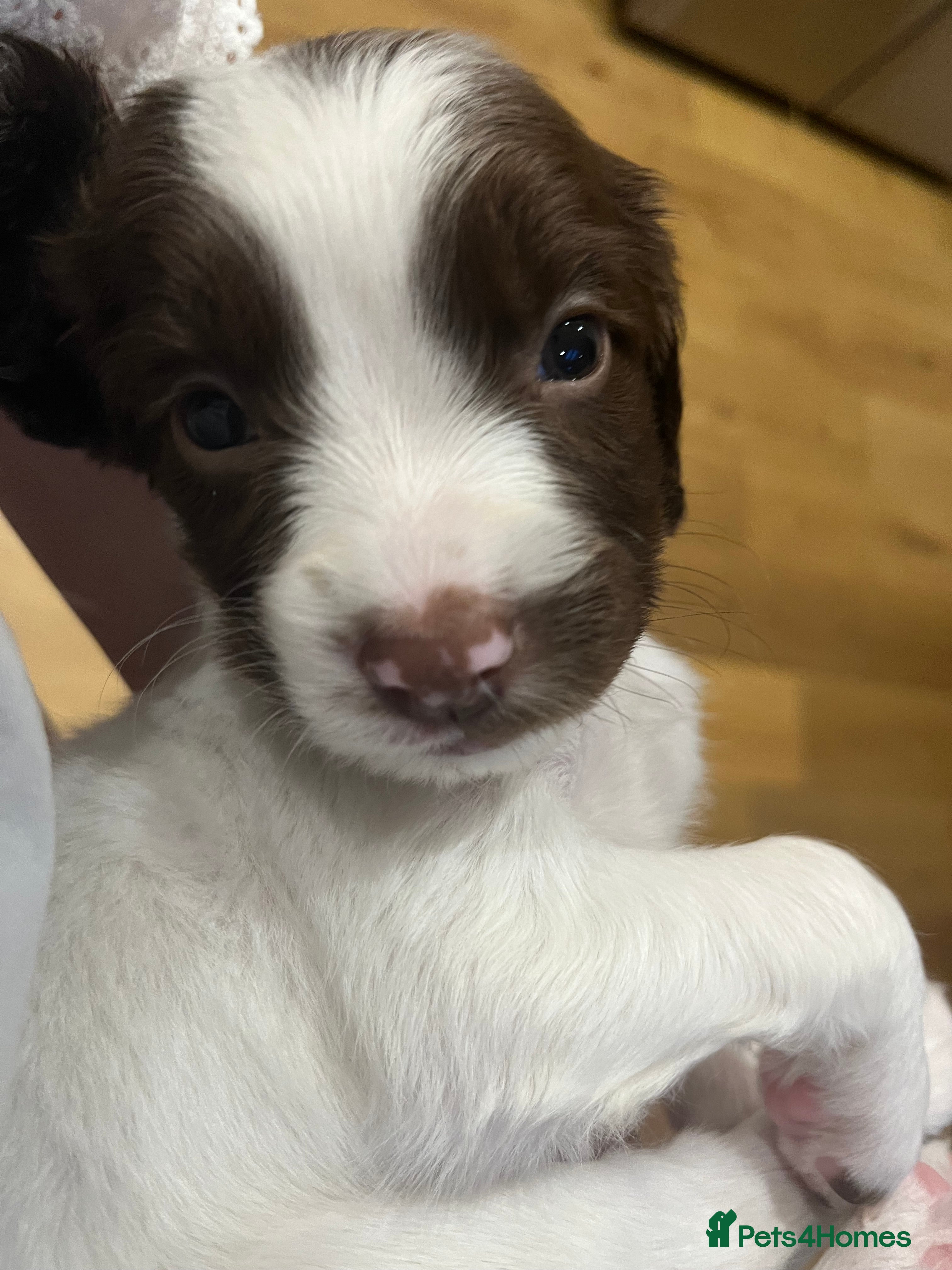 English Springer Spaniel dogs Exceptional English Springer Spaniel - Advert 2