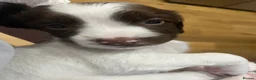 English Springer Spaniel dogs for sale: Exceptional English Springer Spaniel - Advert 3