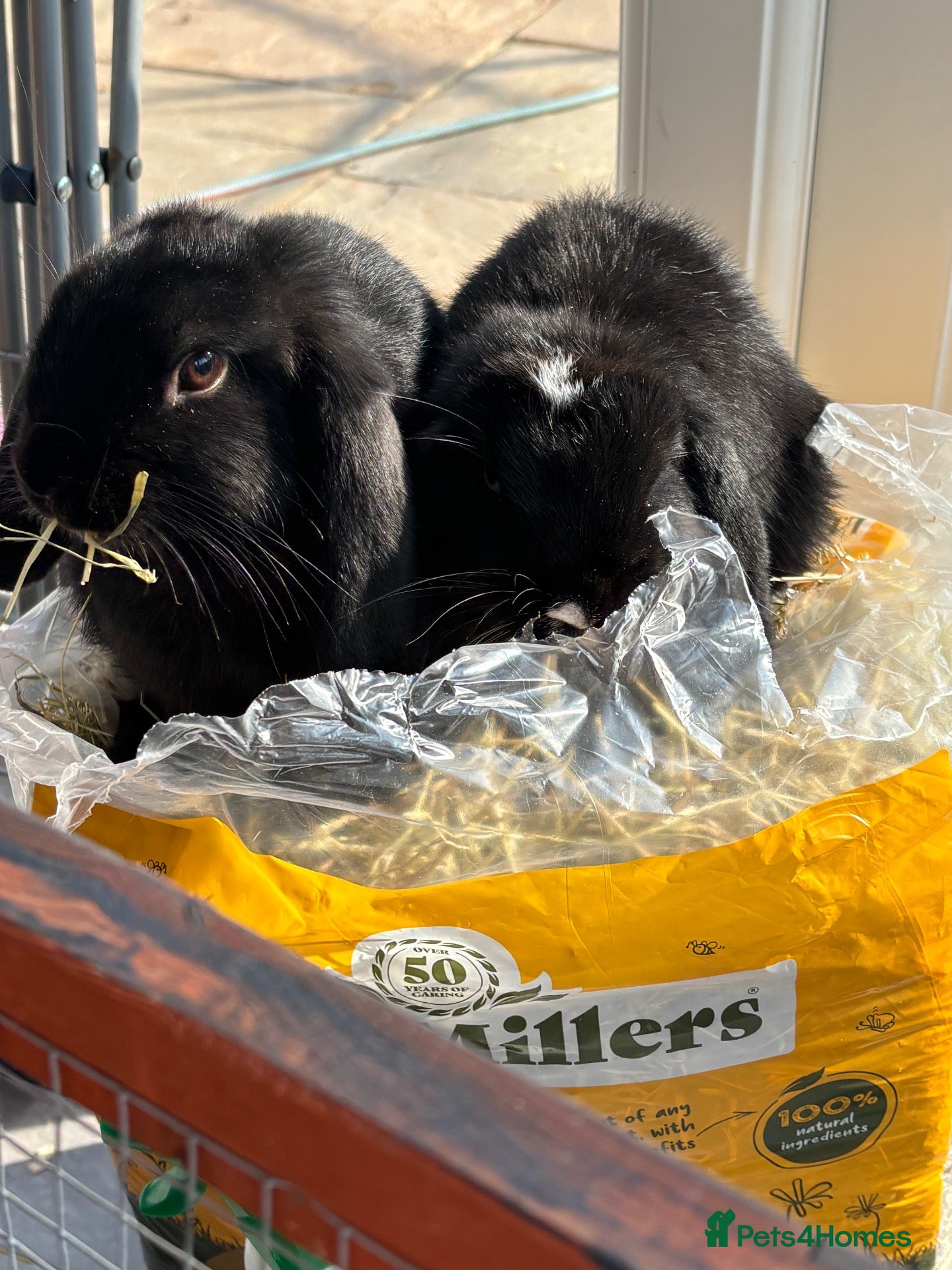 Mixed Breed rabbits Rabbits For Rehome - Advert 1
