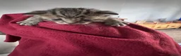 Mixed Breed cats for sale: British short hair X Tabby Kittens - Advert 9