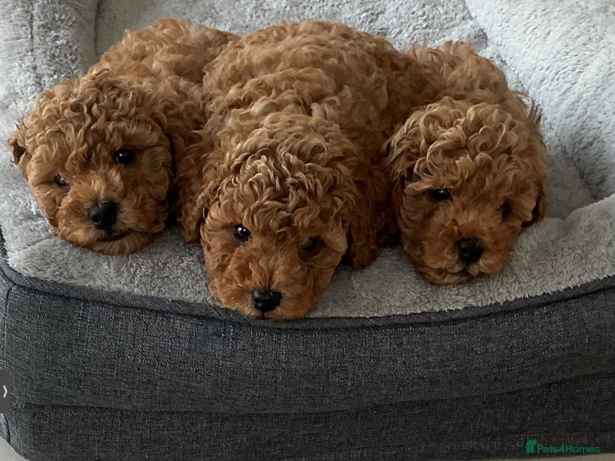 Toy Poodle dogs 3 Adorable Male Red Toy Poodle Puppies - Advert 1