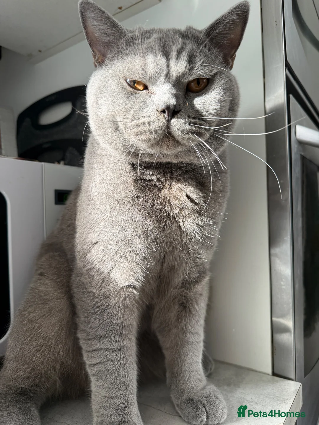 British Shorthair cats for sale: Micky and Arlo in Broadstairs - Advert 10