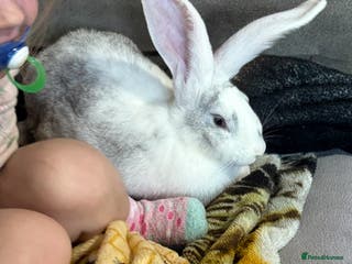 Continental Giant rabbits Continental Giant - Advert 13