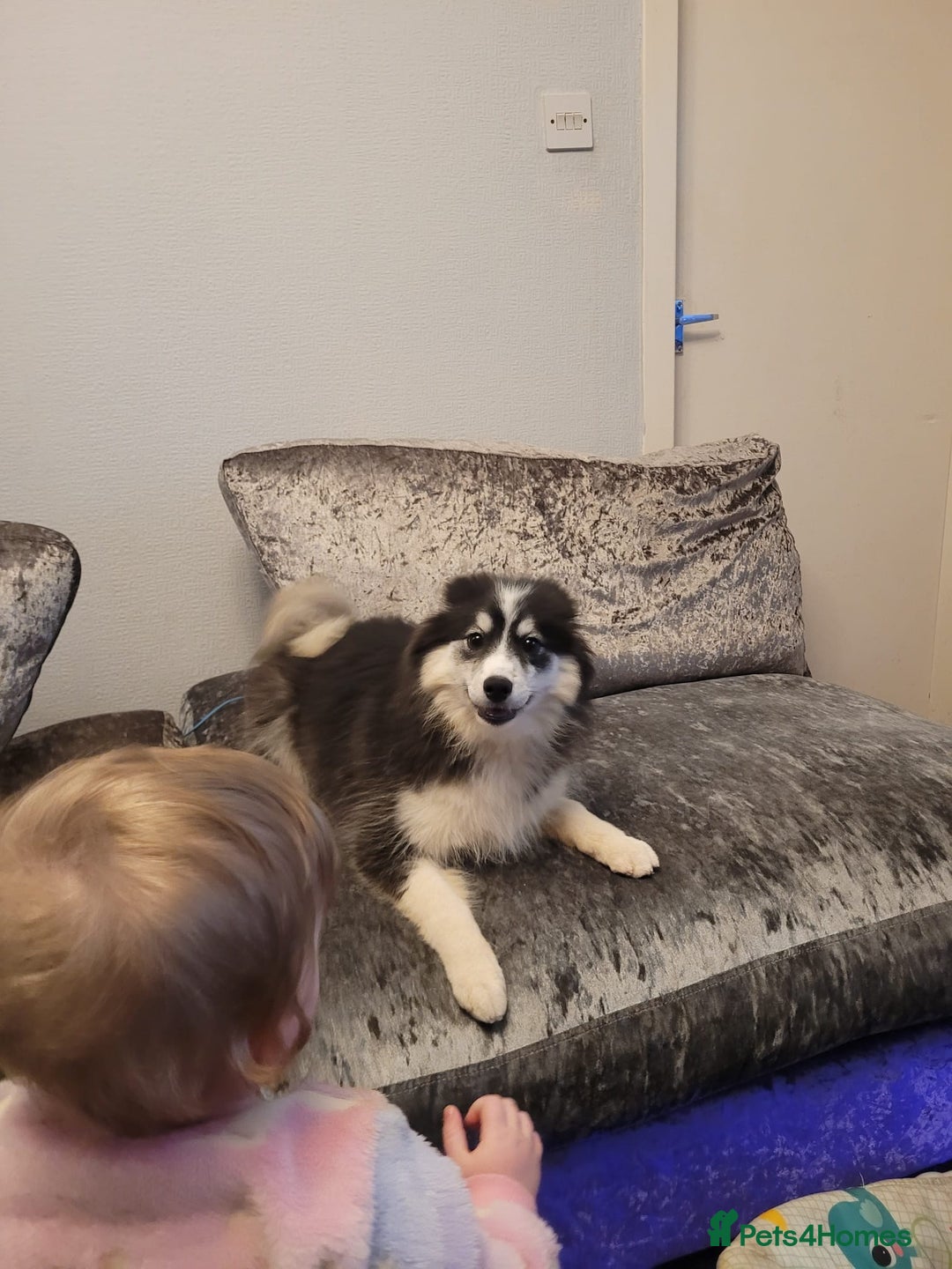 Pomsky dogs for sale: Beautiful Luna - Advert 2
