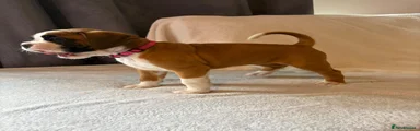 Boxer Puppy 4