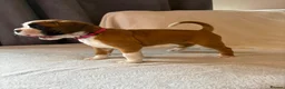 Boxer dogs for sale: *** 22 Championships between parents *** in Newbury - Advert 26
