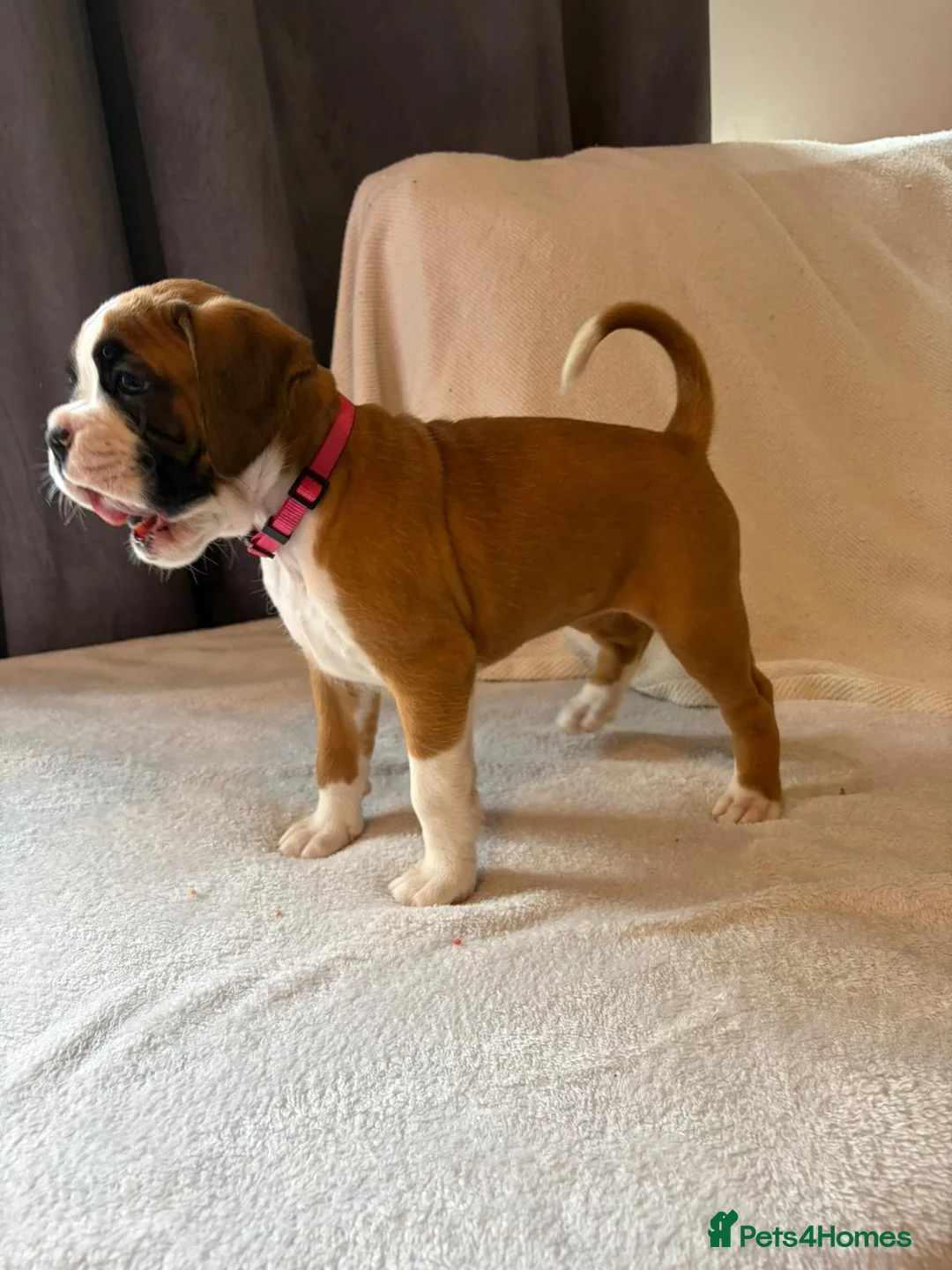 Boxer dogs for sale: *** 22 Championships between parents *** in Newbury - Advert 26