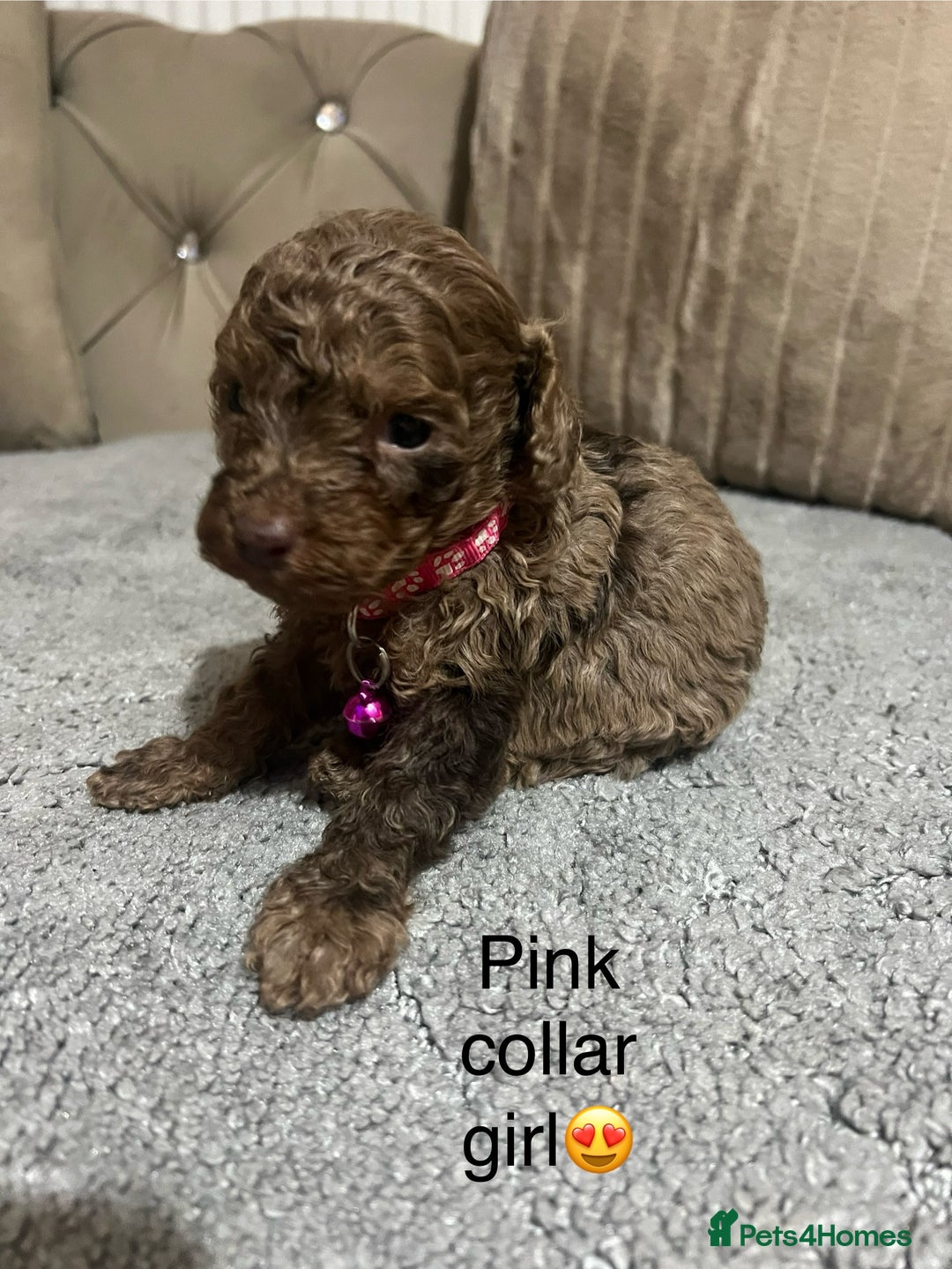 Cavapoo dogs for sale: Cavapoos ready 22nd January  - Advert 11