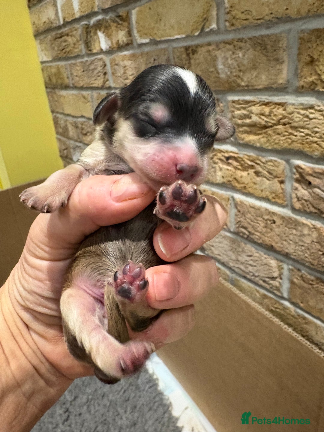 Cockapoo dogs for sale: Cockerpoo puppies for sale  - Advert 13