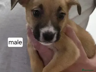 Mixed Breed dogs Pocket bully x - Advert 1