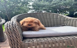 Cockapoo dogs for sale: F1 cocapoos ready to leave in Bishop's Stortford - Image 3