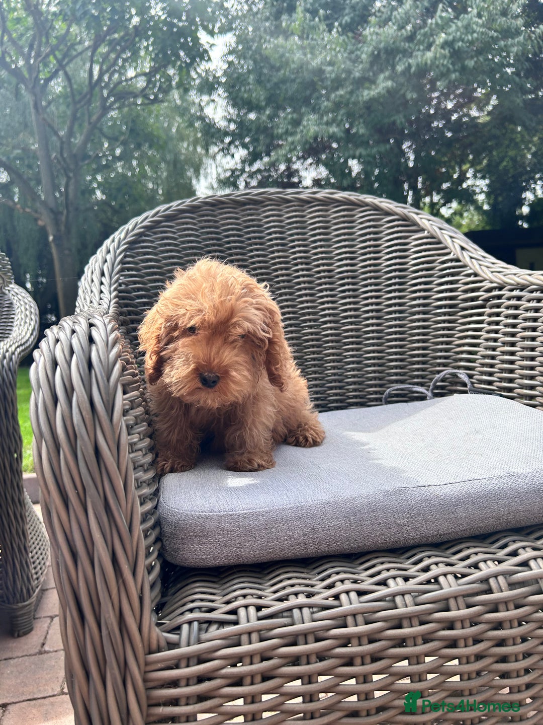 Cockapoo dogs for sale: F1 cocapoos ready to leave in Bishop's Stortford - Image 3