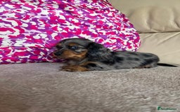 Miniature Dachshund dogs for sale: Miniature dachshunds  - Image 3