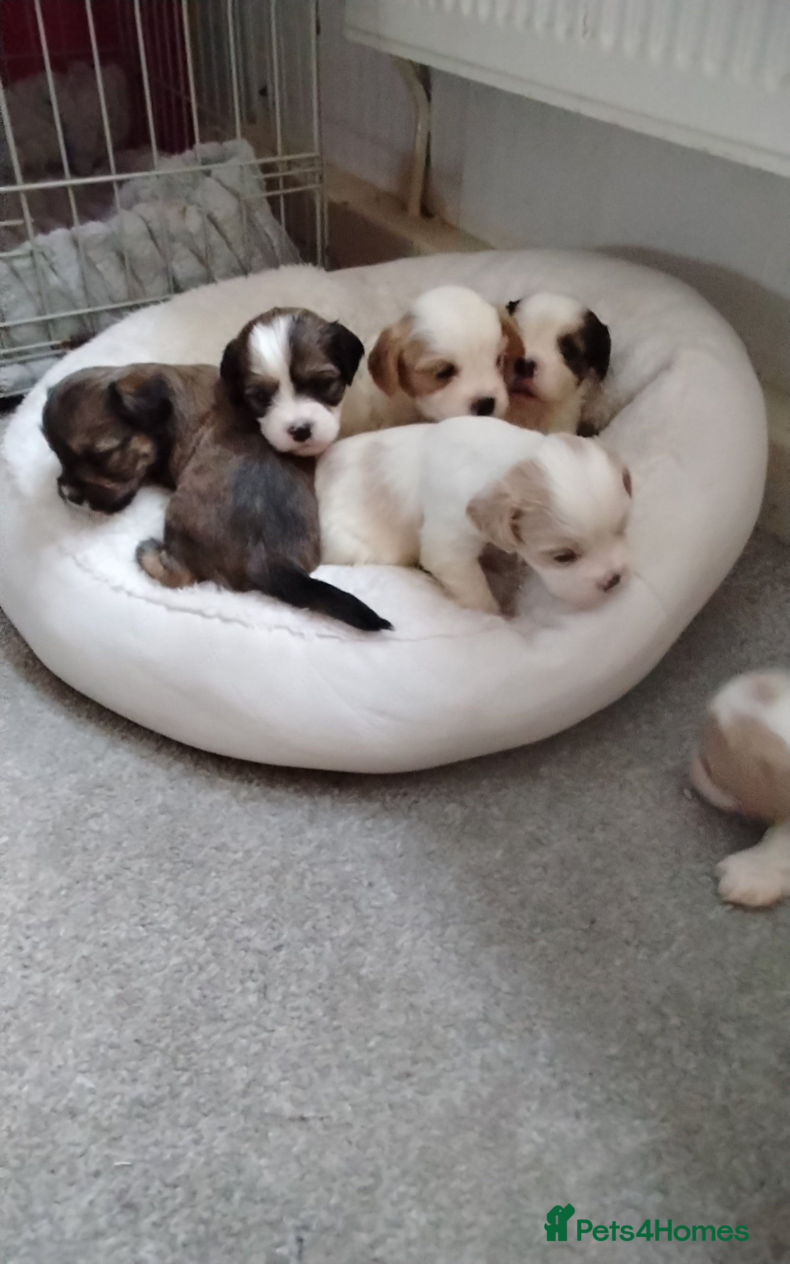 Cava Tzu dogs 6 beautiful baby's just 1 boy left x - Advert 18