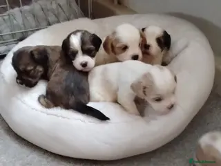 Cava Tzu dogs 6 beautiful baby's just 1 boy left x - Advert 1