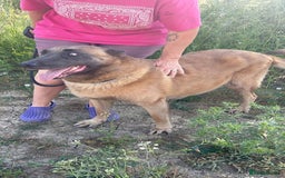 Belgian Shepherd Dog dogs for adoption: Ava - Norwich Norfolk  - Image 9