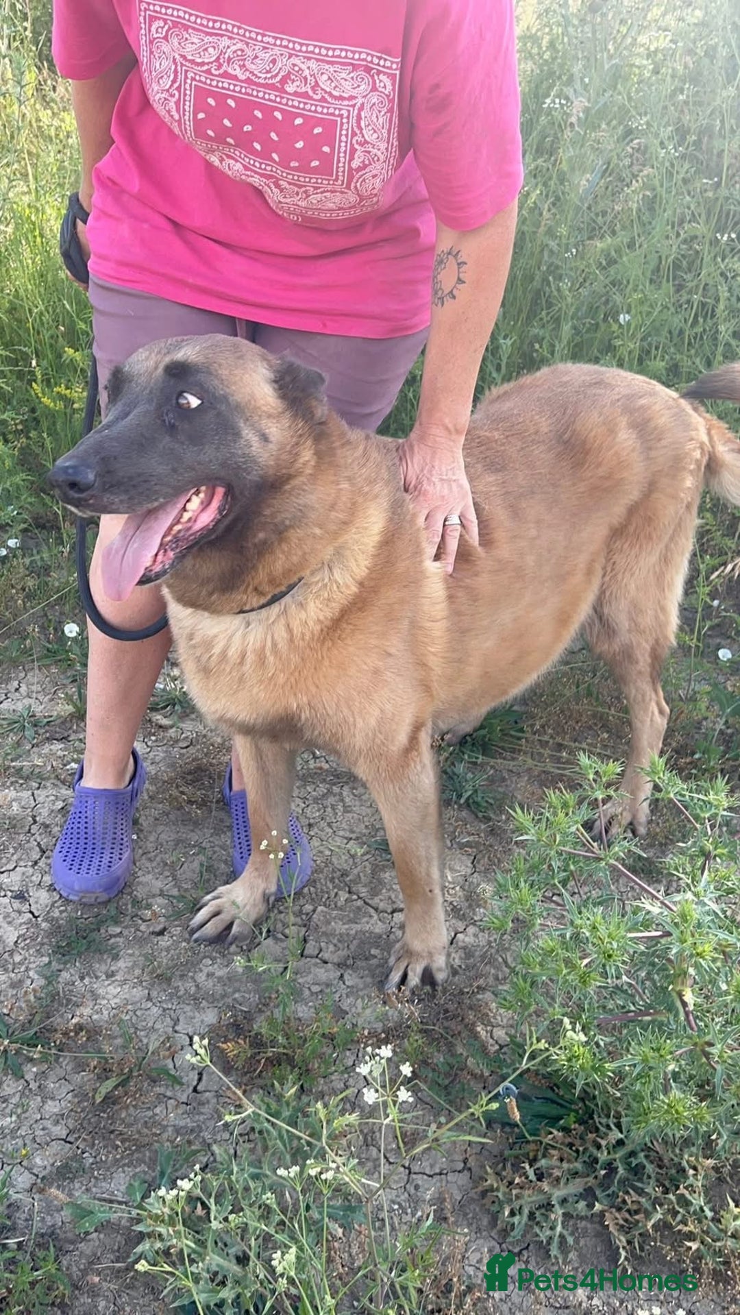 Belgian Shepherd Dog dogs for adoption: Ava - Norwich Norfolk  - Image 9