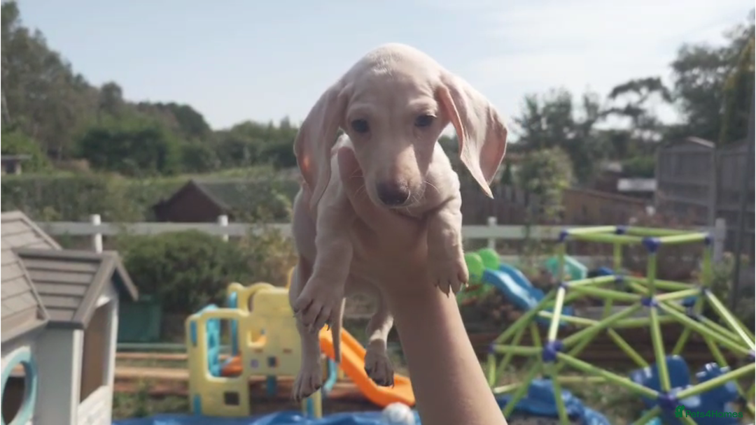 Miniature Dachshund dogs for sale: Miniature Cream Dachshund Puppies KC Reg   - Image 8