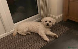 Cavapoo dogs for stud: Gorgeous F1 Cavapoo for stud - Image 9