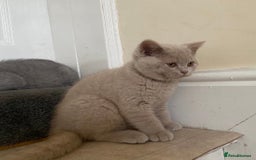 British Shorthair cats for sale: GCCF Active Championship line Blue & Lilac Kittens - Image 17