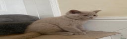 British Shorthair cats for sale: GCCF Active Championship line Blue & Lilac Kittens - Advert 9
