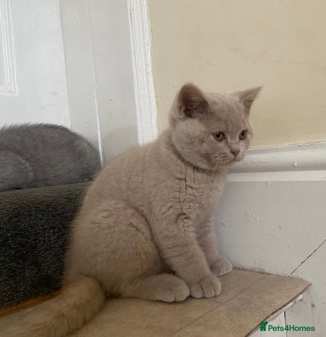 British Shorthair cats for sale: GCCF Active Championship line Blue & Lilac Kittens - Image 17