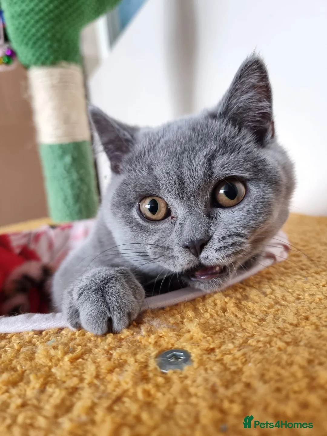 British Shorthair cats for sale: Last Female Ready Too Go GCCF Healthy Pedigree - Advert 21