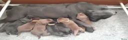 Labrador Retriever dogs for sale: Quality Chunky KC reg pups - Health Tested Parents - Advert 10