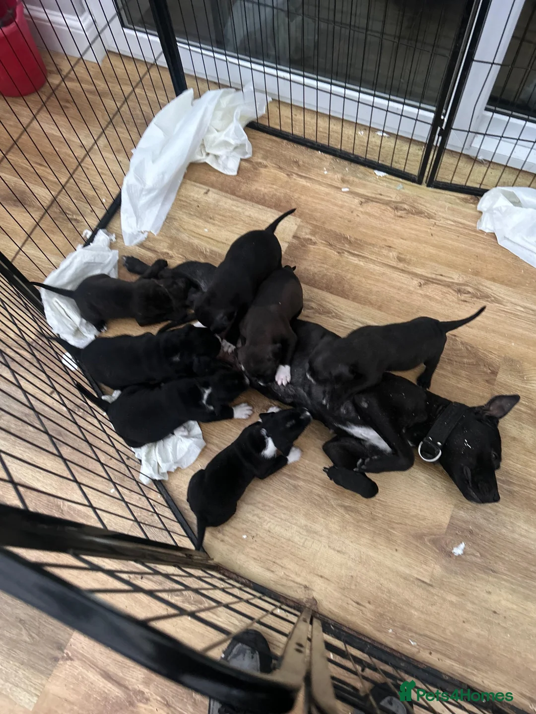 Staffordshire Bull Terrier dogs for sale: Arlo. Last little staffie boy from litter  in Burnham-on-Crouch - Advert 7
